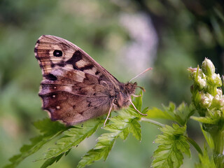 butterfly on a flower