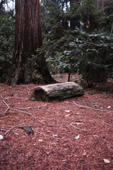 Tree trunk in the forest