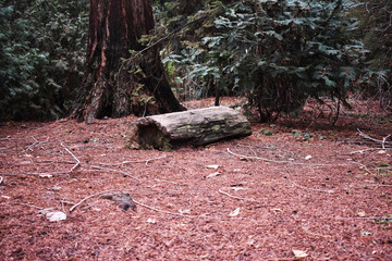Tree trunk in the forest