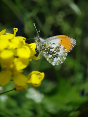 butterfly on flower