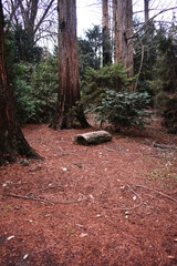 Tree trunk in the forest