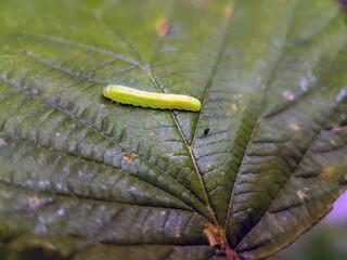caterpillar on leaf