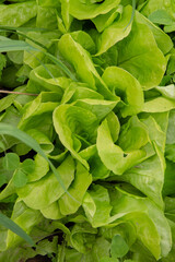 Fototapeta na wymiar Fresh green Lettuce salad,Close Up of green lettuce leaves