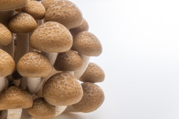 おいしいブナシメジ