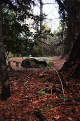 Tree trunk in the forest