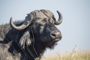 Naklejka premium buffalo in the field