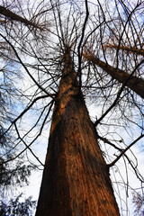 Autumn in the woods, Nature