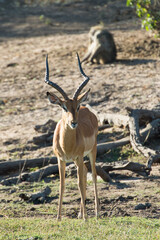 impala in the savannah