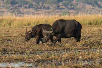 Obraz premium cape buffalo in the savannah
