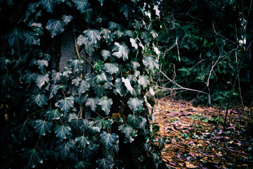 Green leaves on a tree, Nature