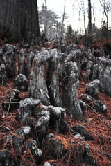 Tree roots in the forest