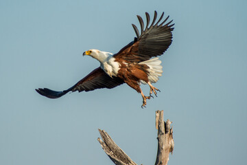 eagle in flight