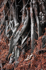 Tree roots in the forest