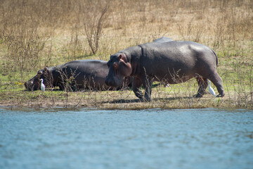 hippopotamus on the beach