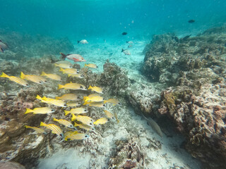 a great view under the water 