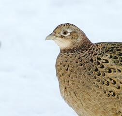 Common pheasant (Phasianus colchicus) female closeup in winter with snow in the background.