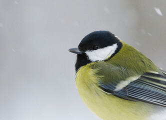 Great tit (Parus major) closeup sitting on a branch in sowfall in winter.