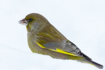 European greenfinch (Chloris chloris) feeding in the snow in winter.