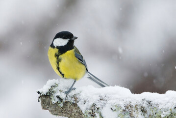Obraz na płótnie Canvas Great tit (Parus major) sitting on a branch in sowfall in winter.