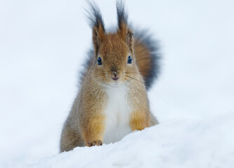Red squirrel (Sciurus vulgaris) sitting in the snow in winter looking for food.