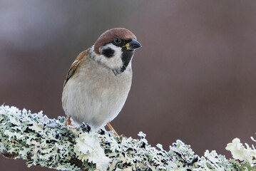 Eurasian tree sparrow (Passer montanus) sitting on a branch in winter.