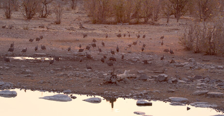 View of helmeted guineafowl birds