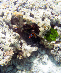 Naklejka na ściany i meble View of clownfish in the reef