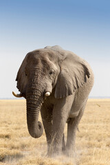 Fototapeta na wymiar View of African bush elephant