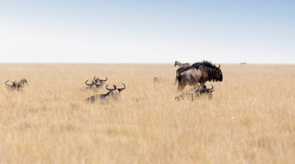 A picture of blue wildebeest