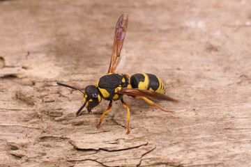 Closeup on a colorful yellow and black potter wasp, Euodynerus dantici sitting on wood