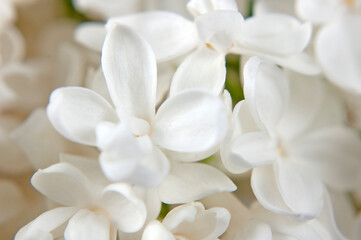 white lilac flowers background, closeup,