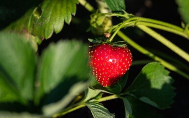 Strawberry on the bush. A plant with ripening red and juicy fruit. Cultivation of strawberries.
