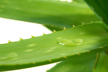 Aloe vera plant and drops macro, transparent essence from aloe vera plant drips, aloe vera leaves on white background