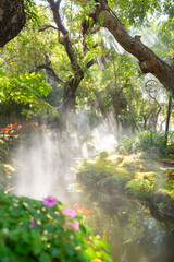 The Beautiful spring moss and fern in the garden under big trees, Chiang Mai, Thailand