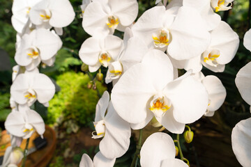 The White orchids, Dendrobium, in full bloom, in soft color and soft blurred style in the garden.