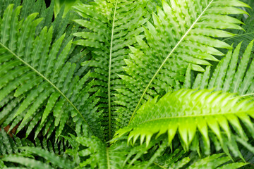 The High angle view of fresh green fern leaves in springtime.