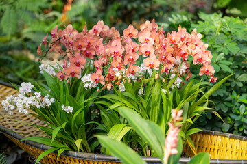 The Orange Phalaenopsis orchid flower blossom in garden