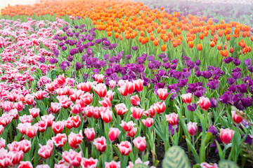 The garden field with tulips of various bright rainbow color petals, beautiful bouquet of colors in daylight in ornamental garden