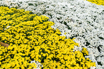 A full frame photograph of yellow and white colored chrysanthemum flowers in the garden.