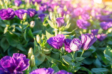 Obraz na płótnie Canvas The Violet Lisianthus flower in a garden with sunlight.