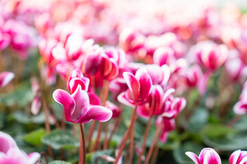 Close up of colorful variegated cyclamen flowers in the garden.