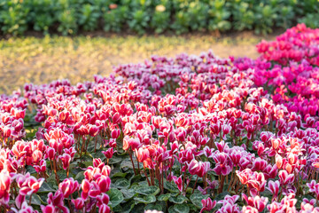 The Floral background of purple and red Cyclamen flowers with patterned leaves and soft light bokeh in the garden.