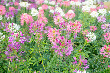 The Cleome Hassleriana commonly known as Spider flower, Spider plant, Pink Queen, or Grandfather's Whiskers, in the garden.
