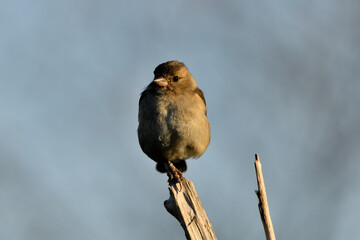 pinzón vulgar hembra juvenil posada en una rama (Fringilla coelebs) Málaga Andalucía España	