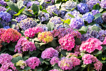 The Hydrangea (Hortensia). Wonderful Purple, blue and pink flowers