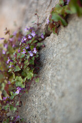 flowers on stone wall
