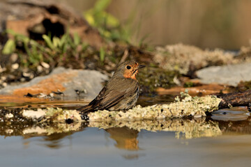 petirrojo europeo (Erithacus rubecula) bañandose en el estanque