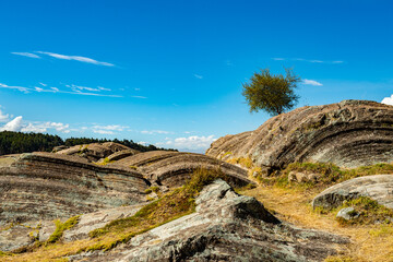 Fototapeta premium nice view to a tree