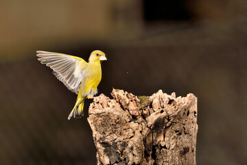 verderón común en vuelo hacia el posadero ​ (Chloris chloris)​