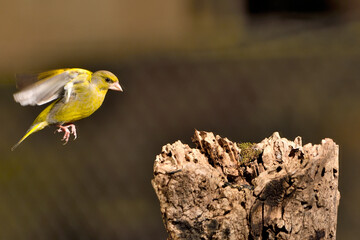 verderón común en vuelo hacia el posadero ​ (Chloris chloris)​